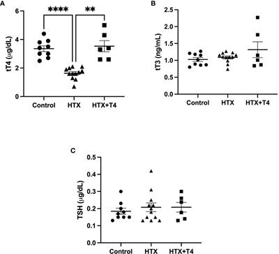 Transient gestational hypothyroxinemia accelerates and enhances ulcerative colitis-like disorder in the male offspring